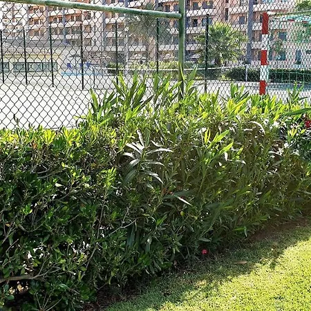 Sol Da Rocha By Sunny Deluxe *